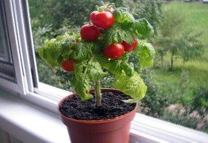 На фото низькорослі помідори Черрі на підвіконні