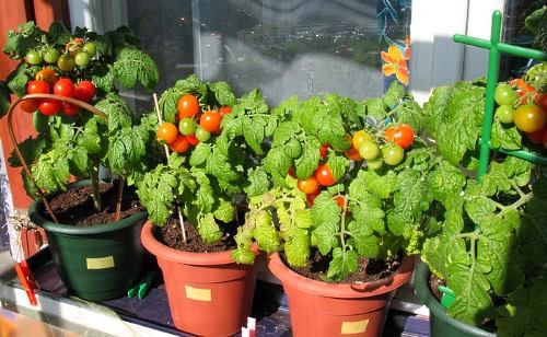 Низькорослі помідори Черрі на підвіконні - фото