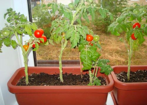 На фото помідори Черрі в горщиках вирощувані на підвіконні