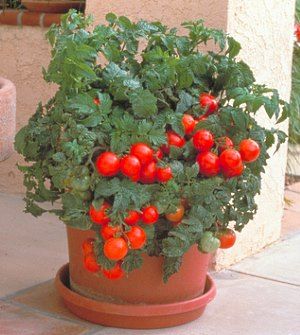 На фото рясний урожай помідорів Черрі вирощених в горщиках