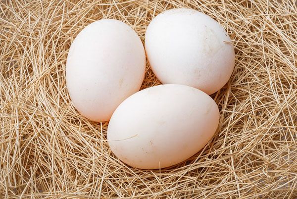 Для інкубатора яйця необхідно збирати з гнізда