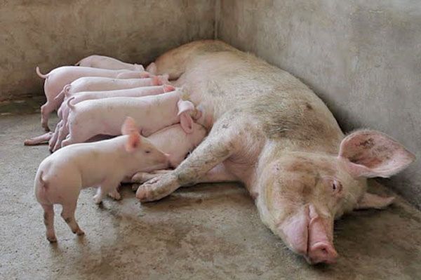Свиноматка з малюками