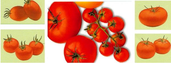види томатів