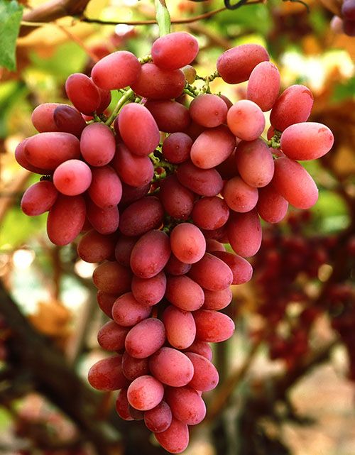 Столовий сорт винограду