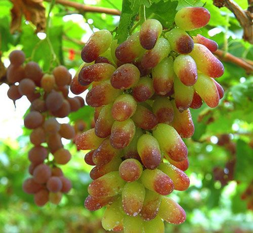 Столовий виноград тривалого терміну зберігання