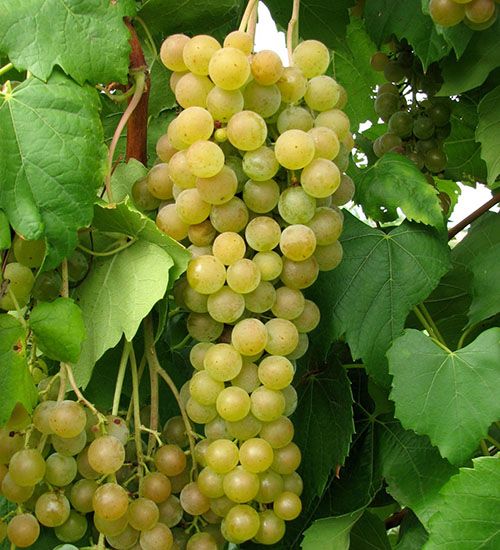 Виноград без насіння