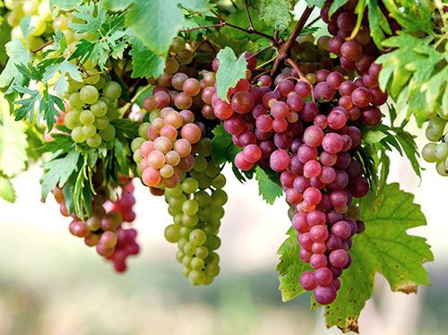 Десертний виноград раннього терміну дозрівання