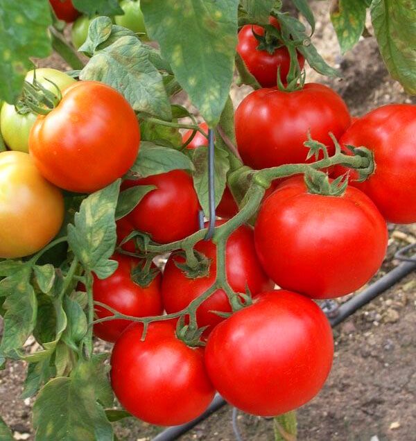 Для засолювання вибирають не дуже великі щільні помідори