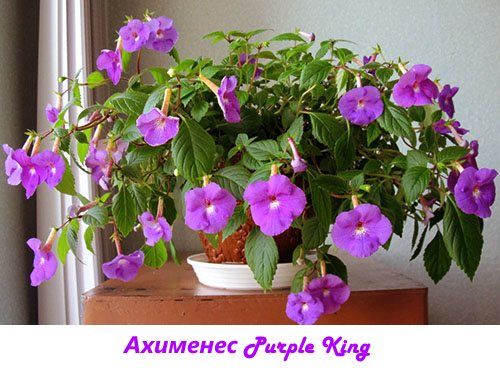 Ахименес Purple King