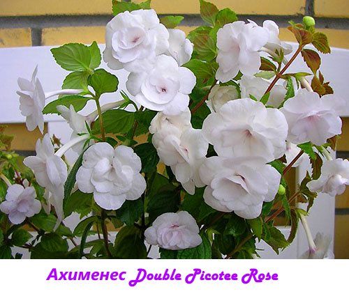 Ахименес Double Picotee Rose