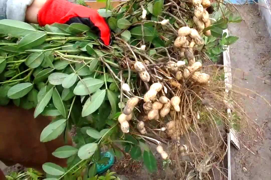 вирощування арахісу на дачі