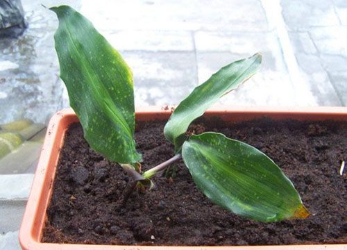 Молоде рослина можна виростити з листової пластини