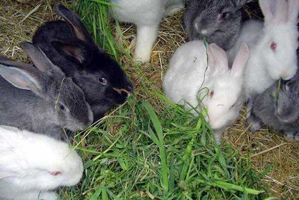 Кроликам згодовують тільки прівяленную траву