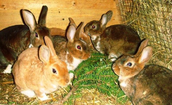 Для годування кроликів рекомендують вибирати хвойні гілки