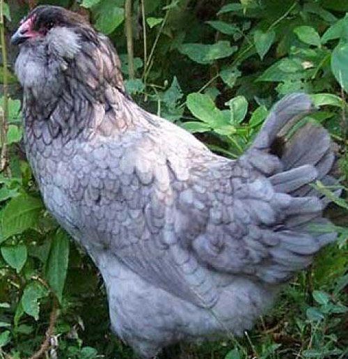 вуха закриті пір'ям