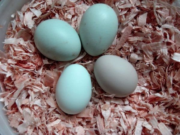 блакитні яйця