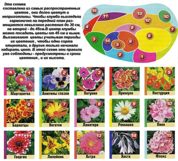 Схема клумби з поширених рослин