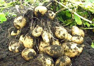 Урожай картоплі у відкритому грунті