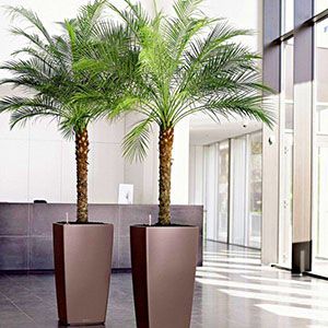 Фінікова пальма в інтер'єрі громадського будівлі