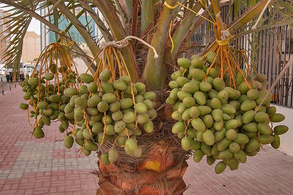 Дозрівають плоди фінікової пальми