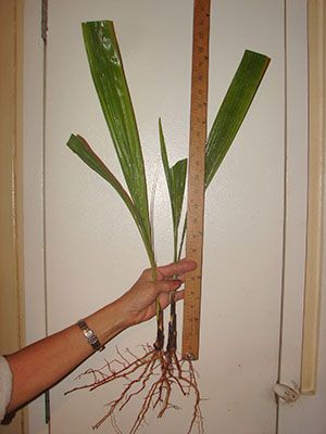 Розмір саджанців пальми фінікової