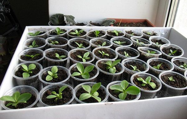 вирощування иберис насінням