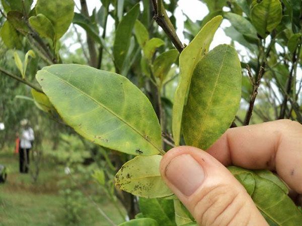 інсектициди системної дії для плодових дерев