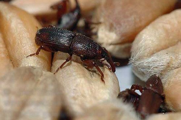 боротьба з шкідником