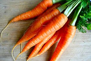 Морква після проведення яровизації насіння