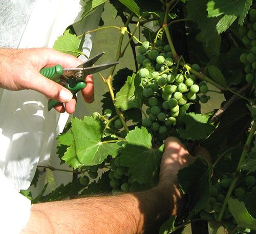 Організовується доступ сонячних променів до грон винограду