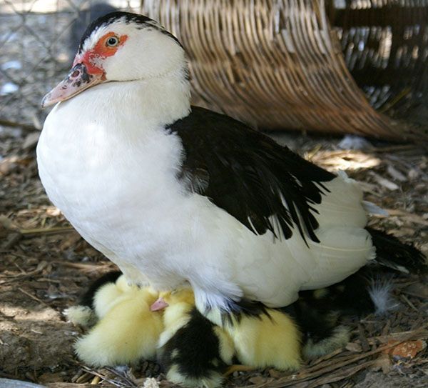 Для розведення качок мулардов використовують пекінську качку і самця мускусної породи