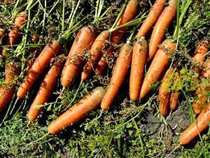 Урожай моркви на зберігання