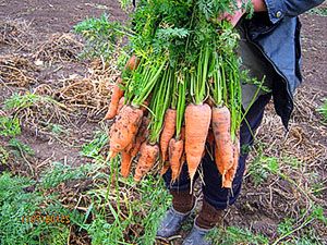 Прибирання моркви вручну