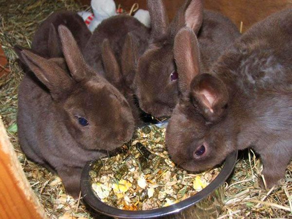 Коли кроленята самостійно їдять все корми, їх відкидають
