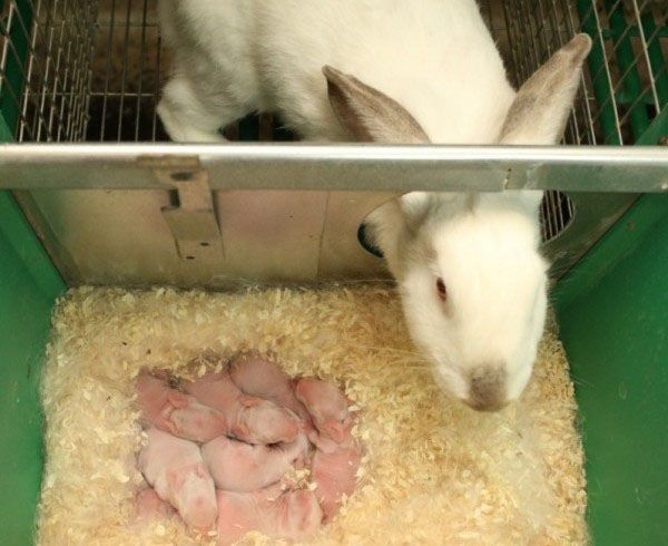 новонароджені кроленята