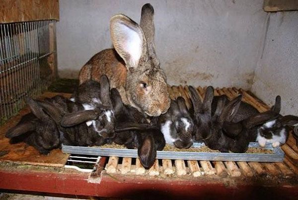 Всі кроленята однакові у вазі і зростанні