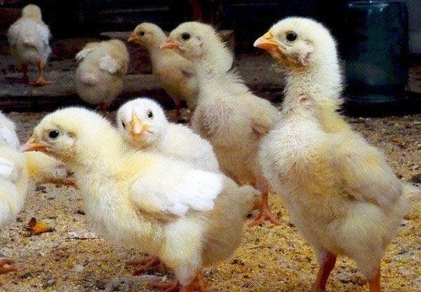 Отримуючи повноцінне харчування курчата швидко набирають вагу