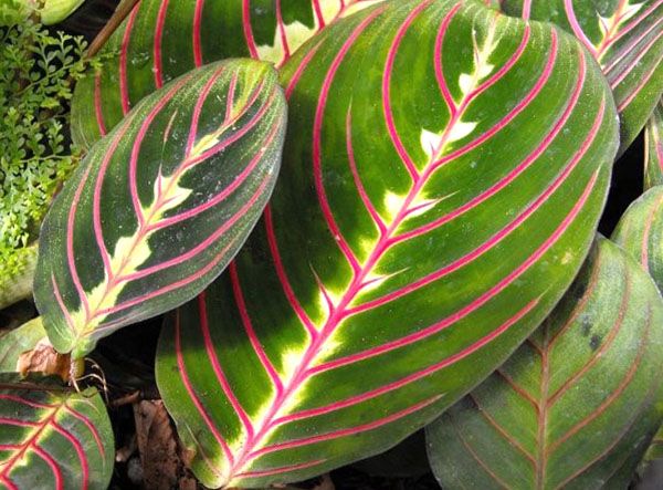 Декоративна листя маранти триколірної