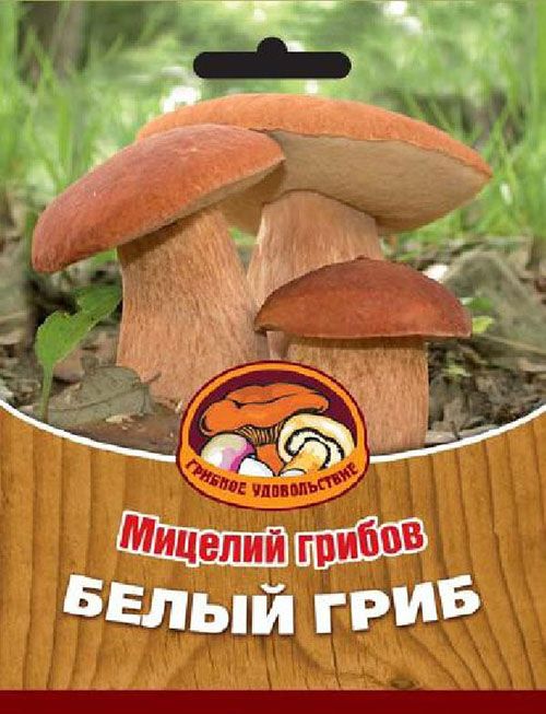 міцелій грибів