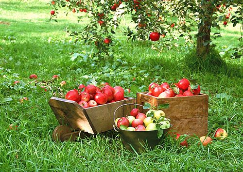 Урожай ранніх яблук