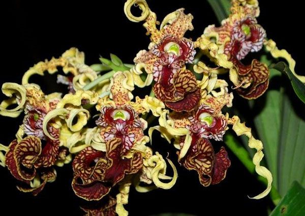 Незвичайне цвітіння орхідеї дендробиум