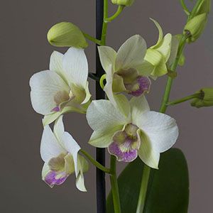 Цвітіння орхідеї дендробиум нобілі