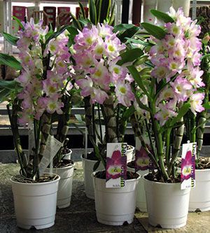 При достатньому освітленні орхідея дендробиум радує пишним цвітінням
