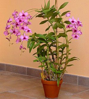 Один з видів орхідеї дендробиум будинку