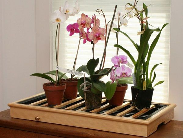 Для успішного розвитку і цвітіння орхідеї фаленопсис потрібні особливі умови