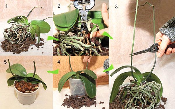 Етапи пересадки орхідеї