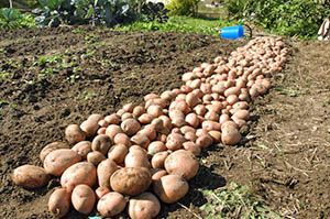 Урожай картоплі по Мітлайдера