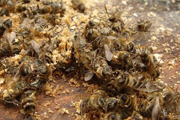 Із бджолиного підмору роблять відвар, настоянку, крему