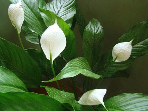 У здорової рослини квіти білі