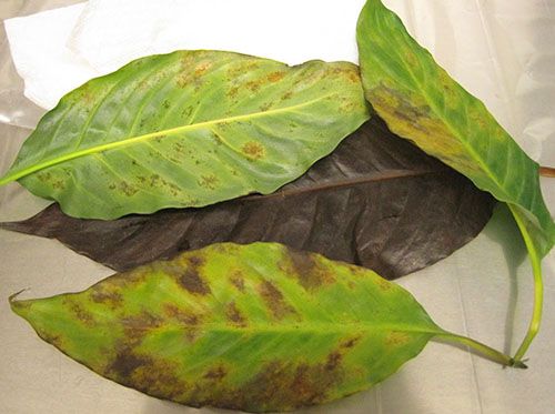 Хлороз і набряк листя спатифиллума